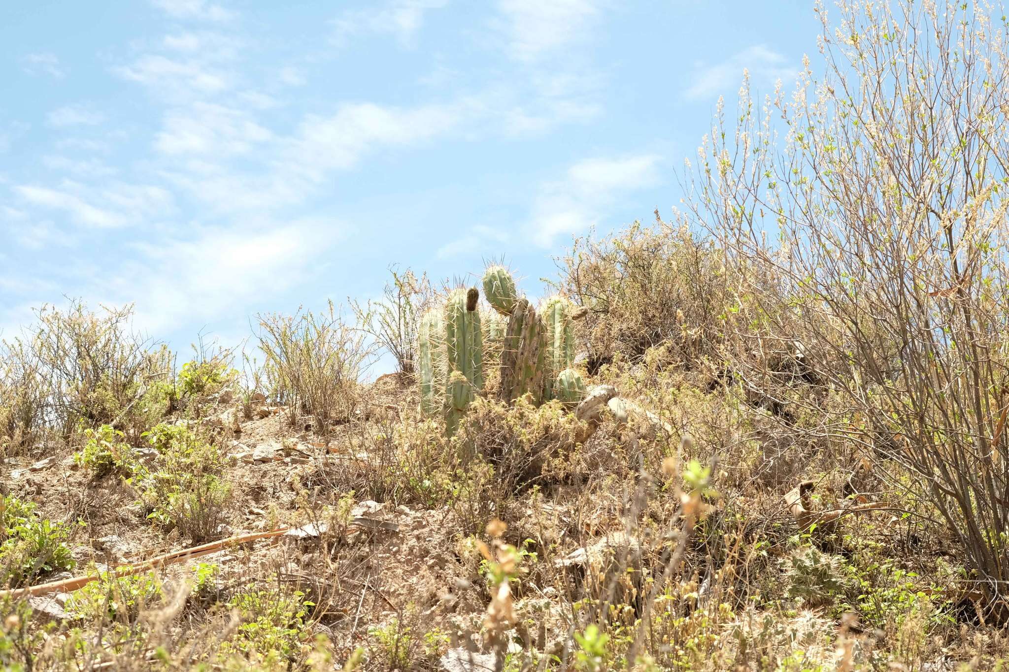 Echinopsis cuzcoensis (Britton & Rose) H. Friedrich & G. D. Rowley resmi