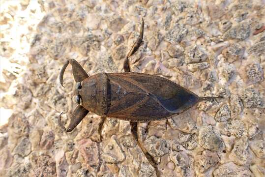 Image of Lethocerus annulipes (Herrich-Schaeffer 1845)