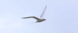 Image of tropicbirds