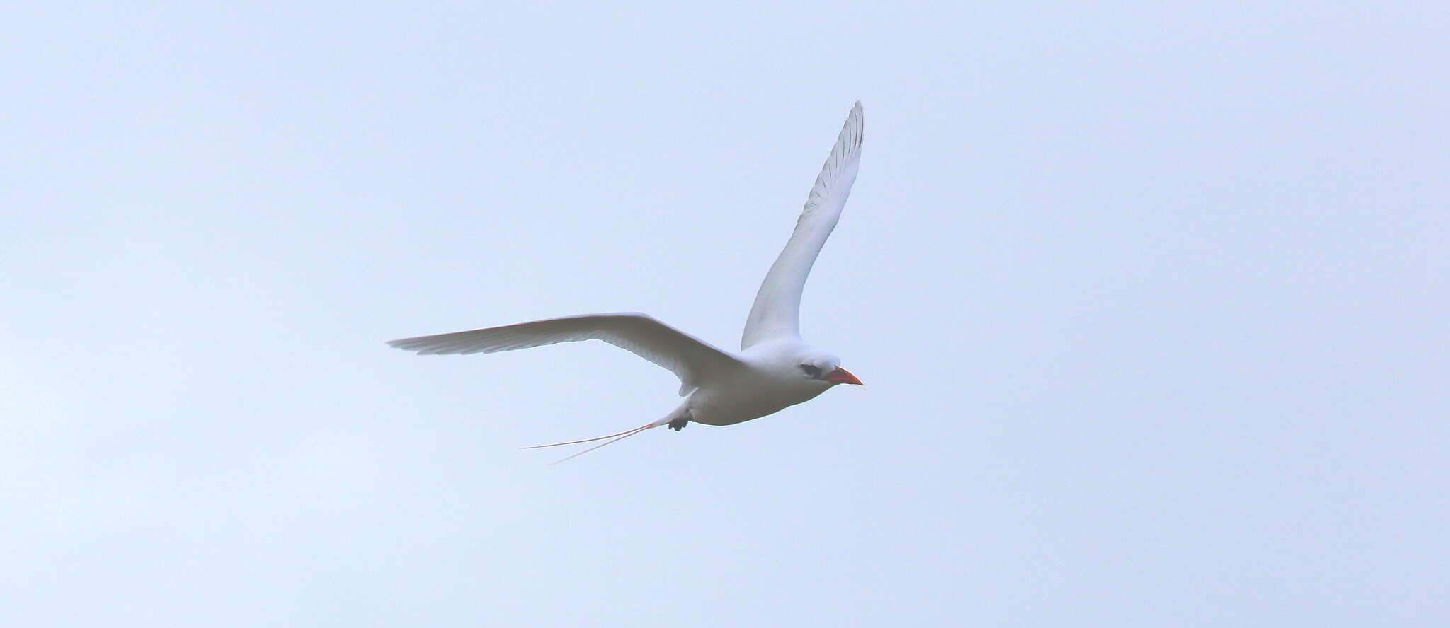 Image of tropicbirds