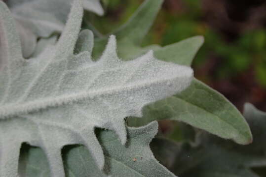 Image of Andryala pinnatifida subsp. pinnatifida