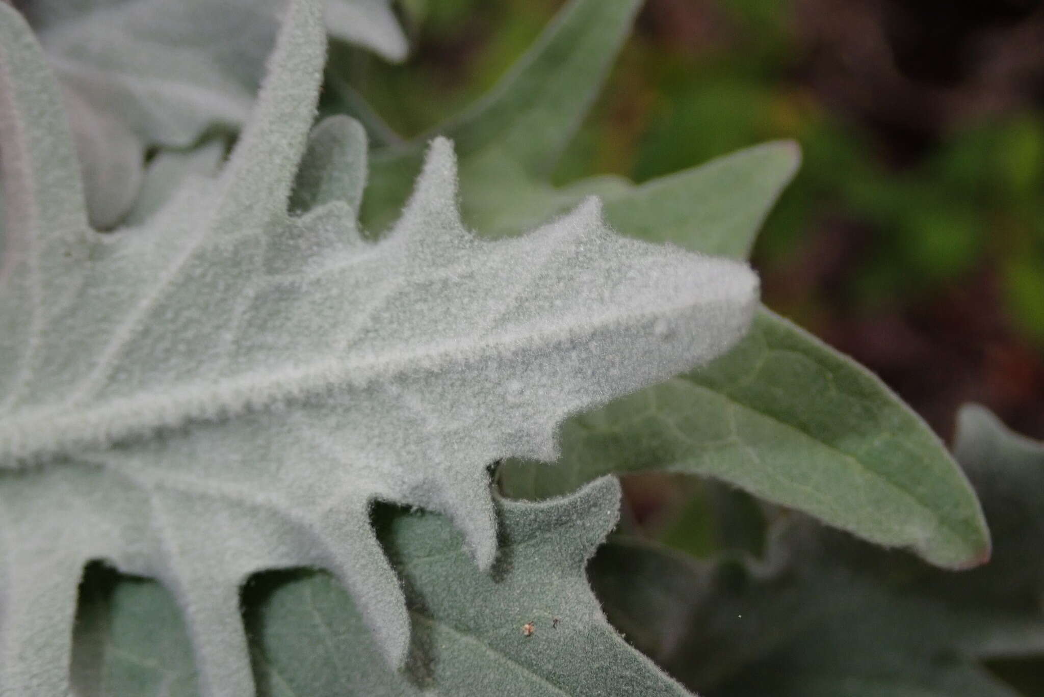 Image of Andryala pinnatifida subsp. pinnatifida