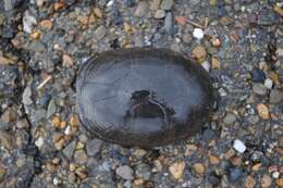 Image of Mississippi mud turtle