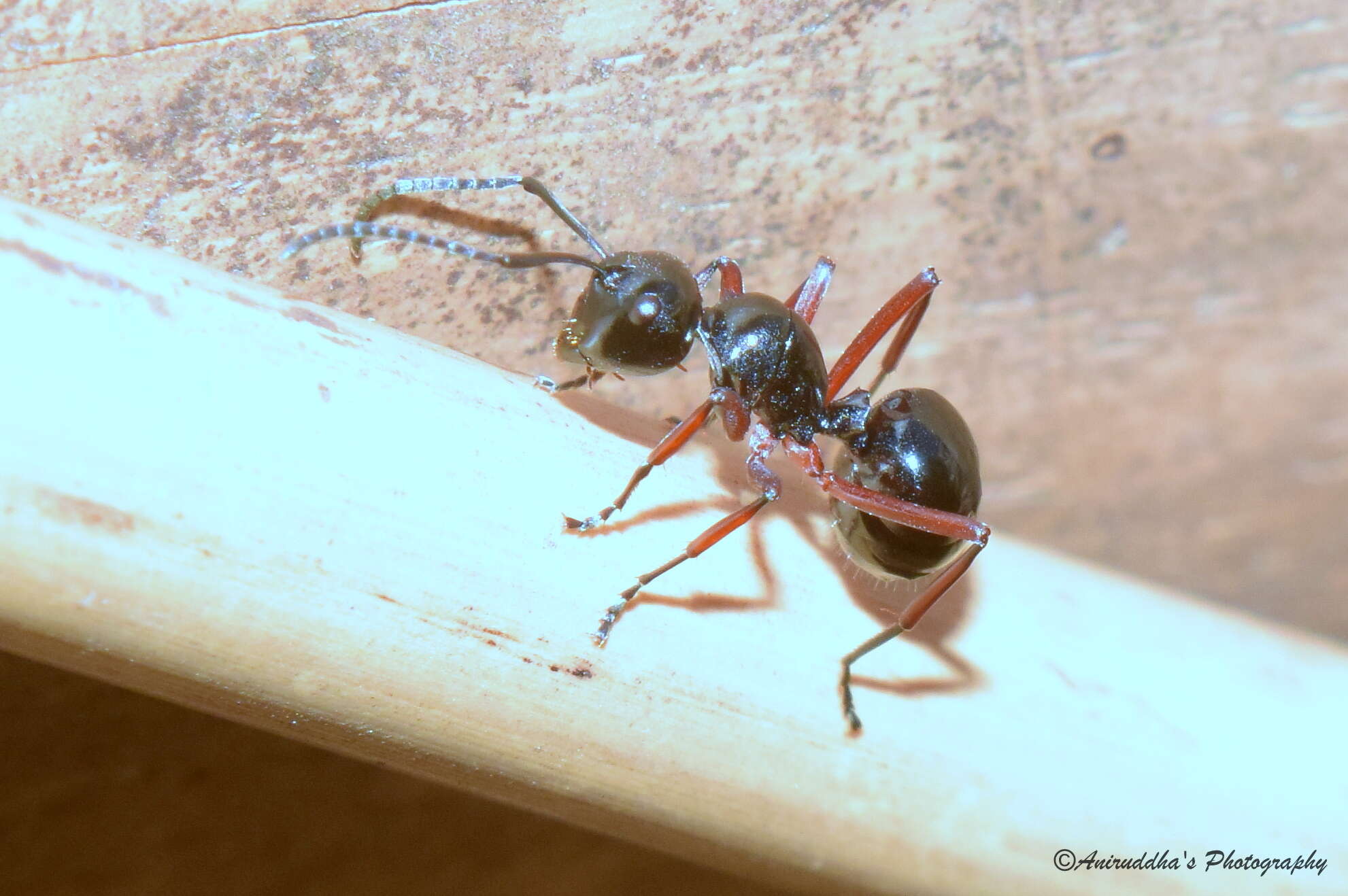 Image of Polyrhachis laevissima Smith 1858