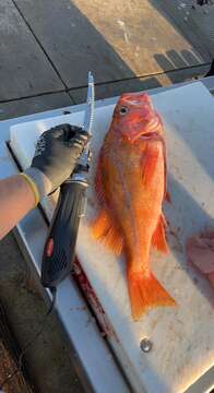 Image of Canary rockfish