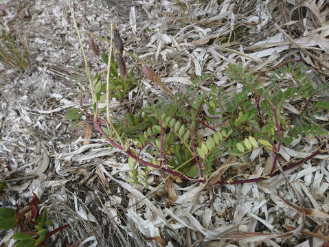 Image of Swainsona lessertiifolia DC.