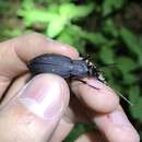 Image of Carabus (Leptocarabus) hiurai Kamiyoshi & Mizoguchi 1960