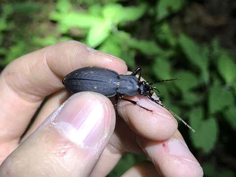 Image of Carabus (Leptocarabus) hiurai Kamiyoshi & Mizoguchi 1960