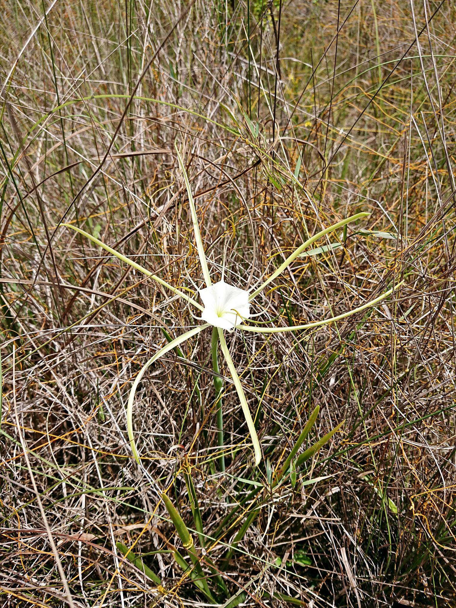 Image of alligatorlily