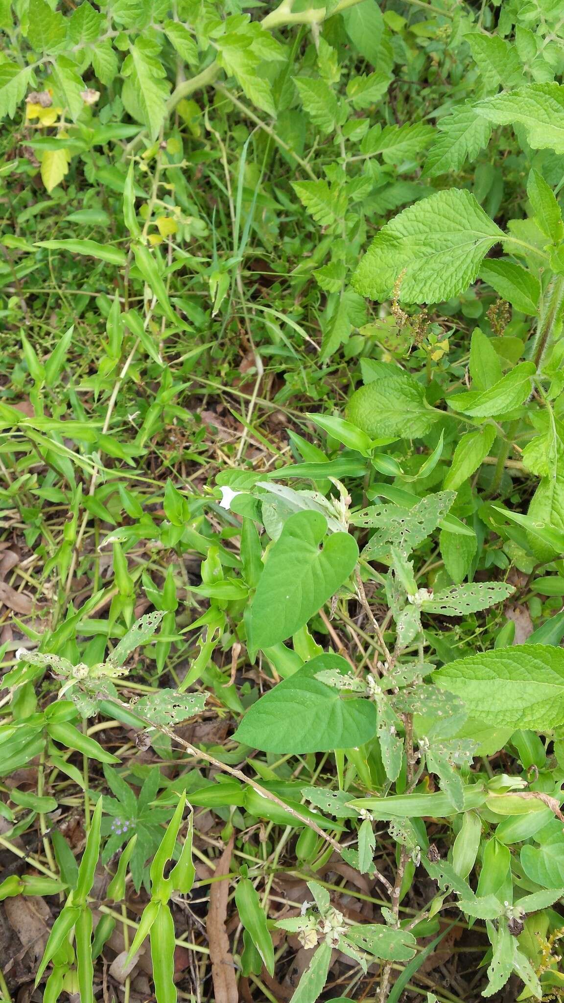 Image of Ipomoea biflora subsp. biflora