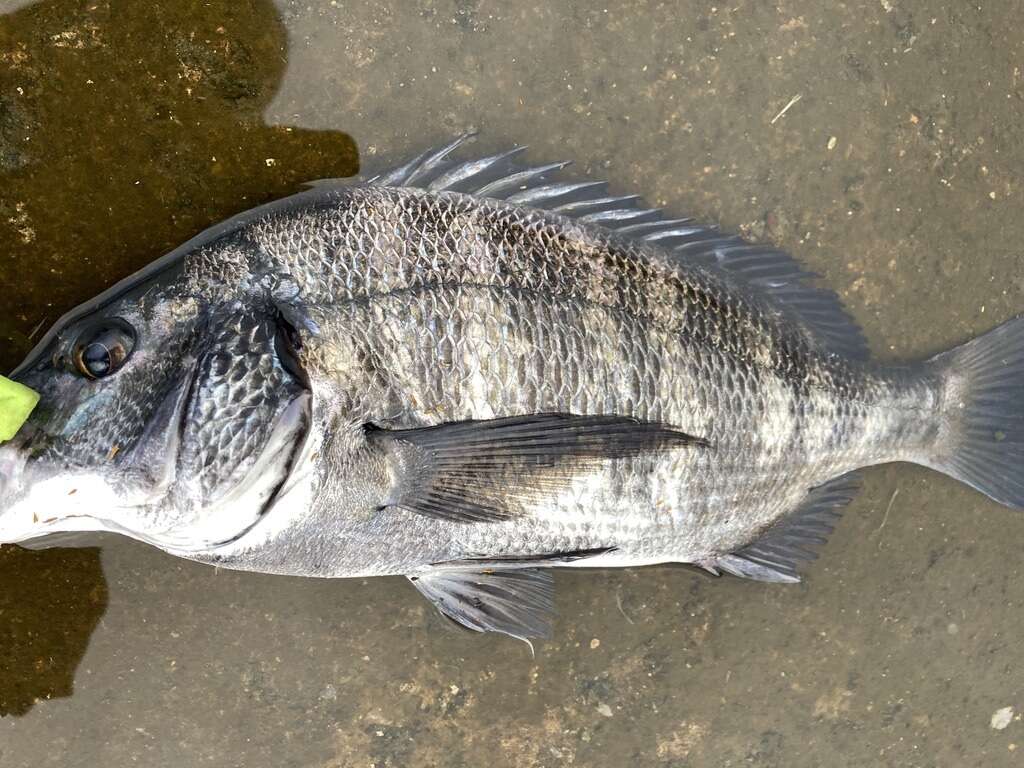 Image of Blackhead Seabream