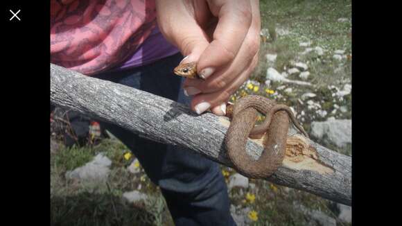 Image of Highland Garter Snake