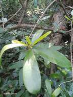 Image of Ficus retusa L.