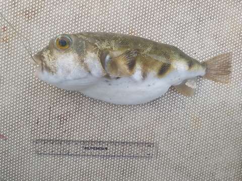 Image of Hardys toadfish