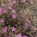 Image of fineflower gilia