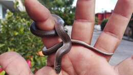 Image of Mexican Hook-nosed Snake