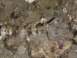 Image of Lion's Paw Sea Cucumber