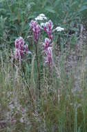 Image of Raup's Indian paintbrush