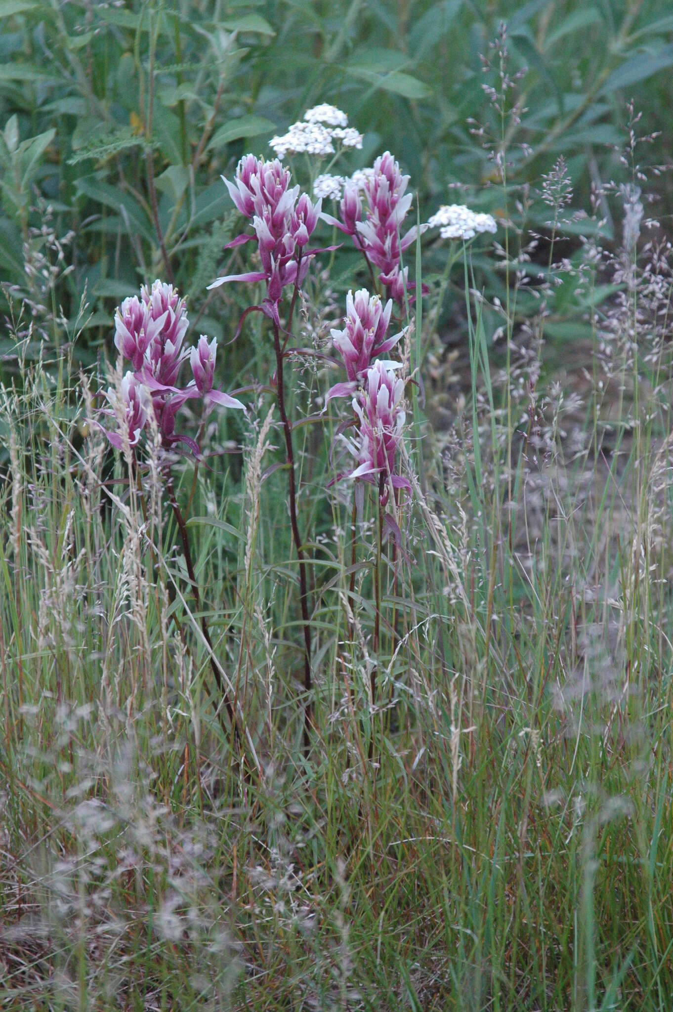 Image of Raup's Indian paintbrush