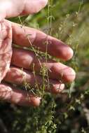 Image of Bog bedstraw