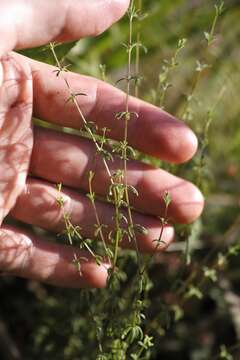 Image of Bog bedstraw