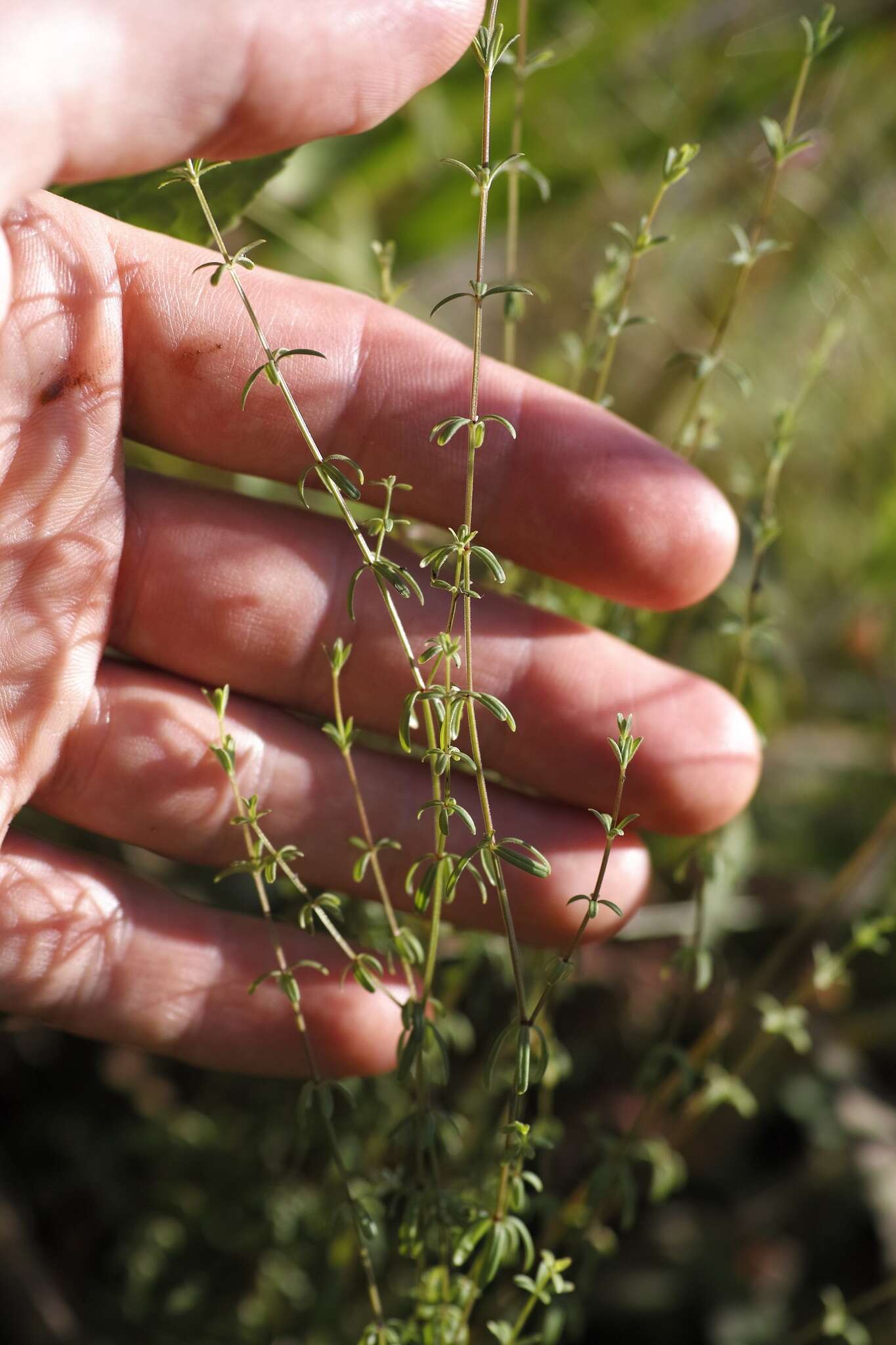 Galium labradoricum (Wiegand) Wiegand resmi