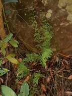 Image of Lindsaea microphylla Sw.