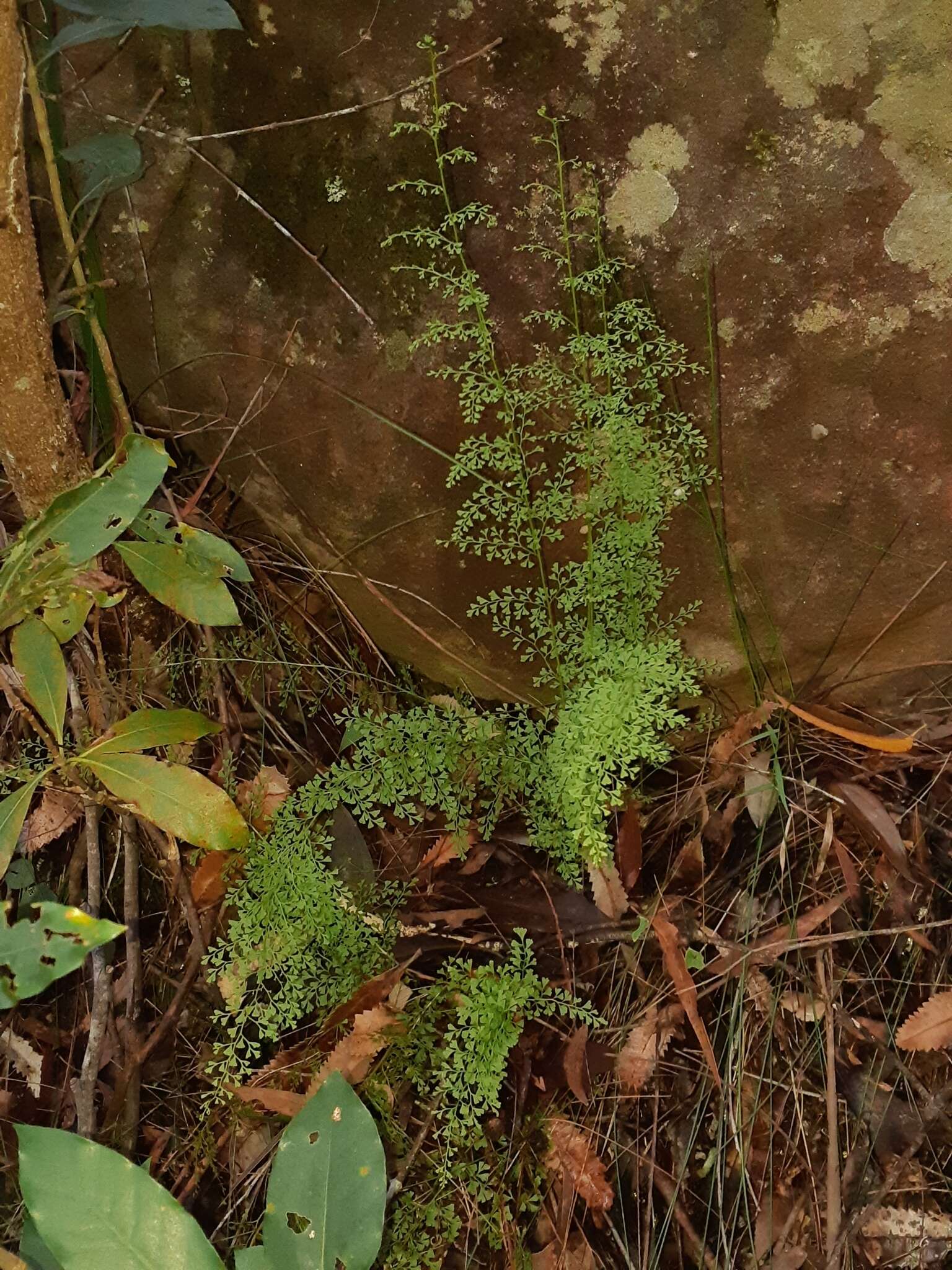 Image of Lindsaea microphylla Sw.