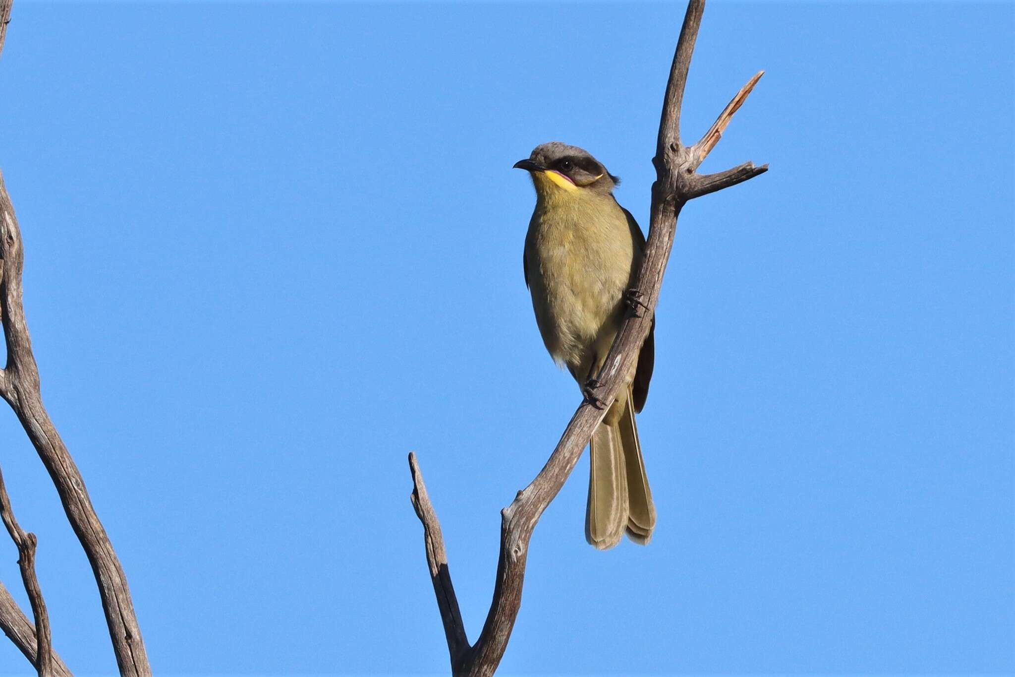 صورة Lichenostomus cratitius (Gould 1841)