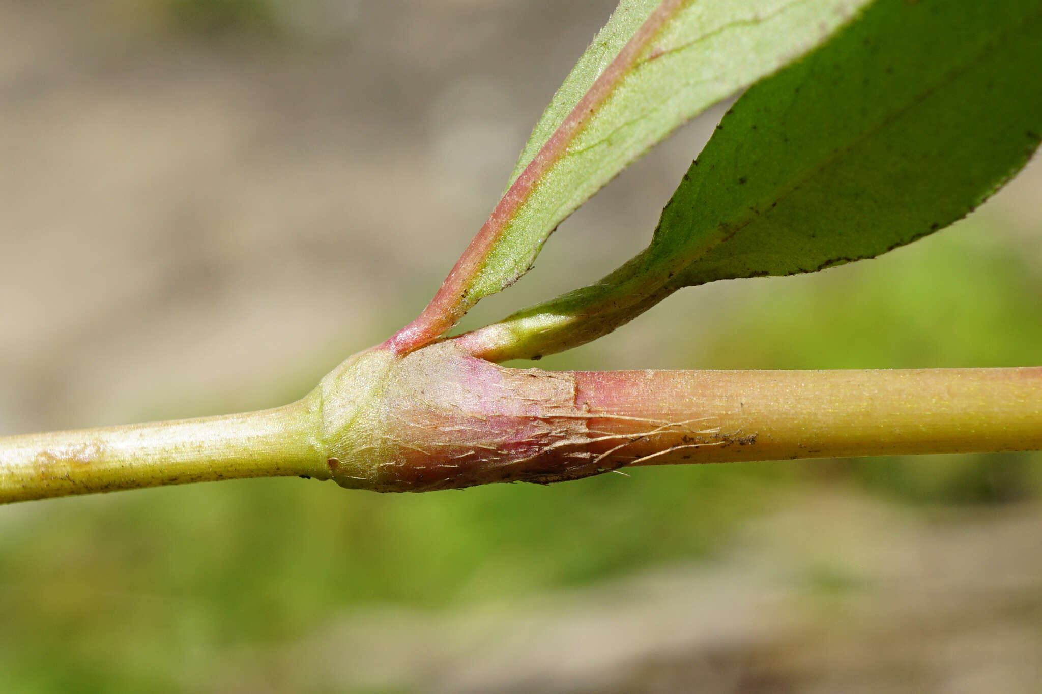 صورة Persicaria mitis (Schrank) Asenov