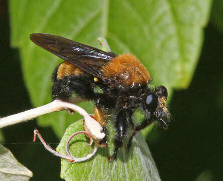 Image of Laphria macquarti (Banks 1917)