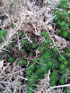 Image of Petrosedum forsterianum (Sm.) V. Grulich