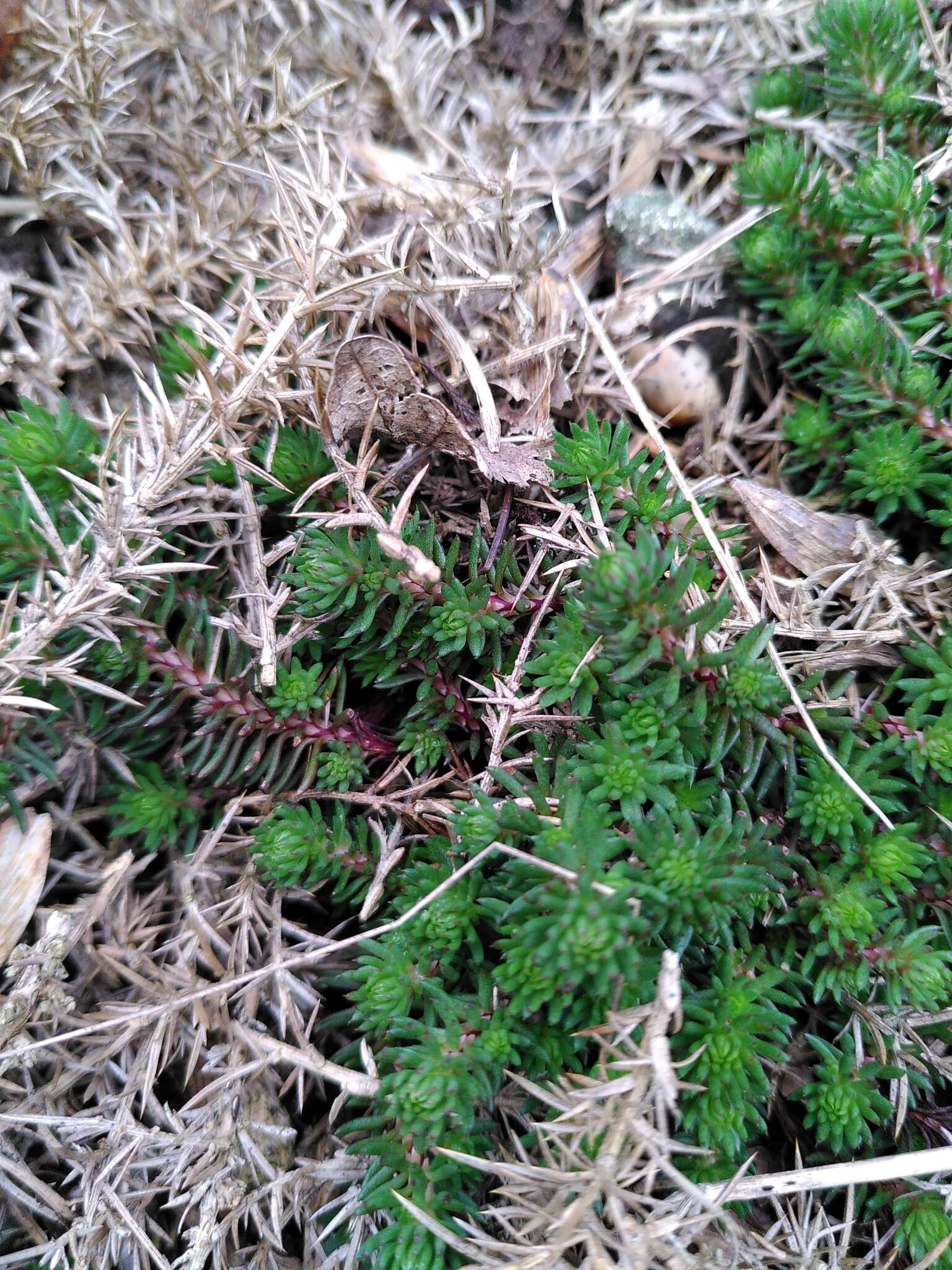 Слика од Petrosedum forsterianum (Sm.) V. Grulich