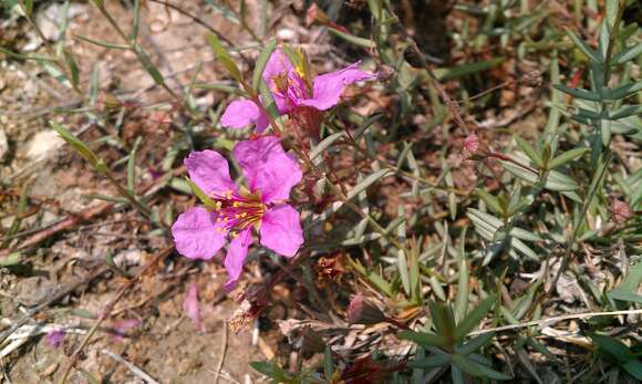 Image of Stalkflower