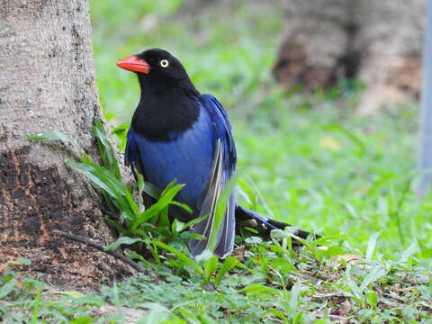 صورة Urocissa caerulea Gould 1863