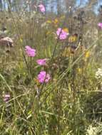 Image of Scale-Leaf False Foxglove