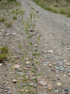 Image of wavyleaf blazingstar