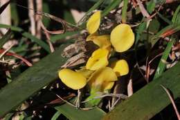 Image of Diuris curta D. L. Jones