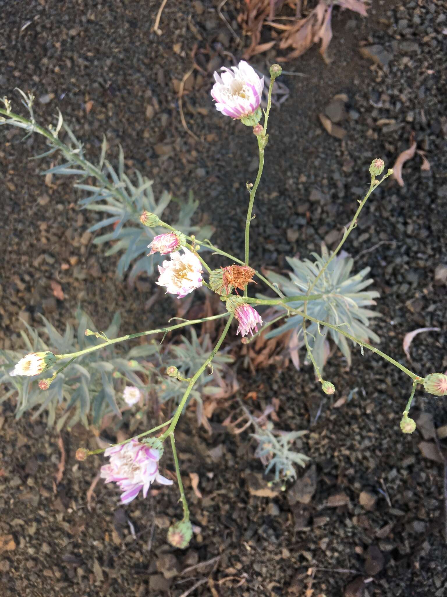 Image of cliff desertdandelion