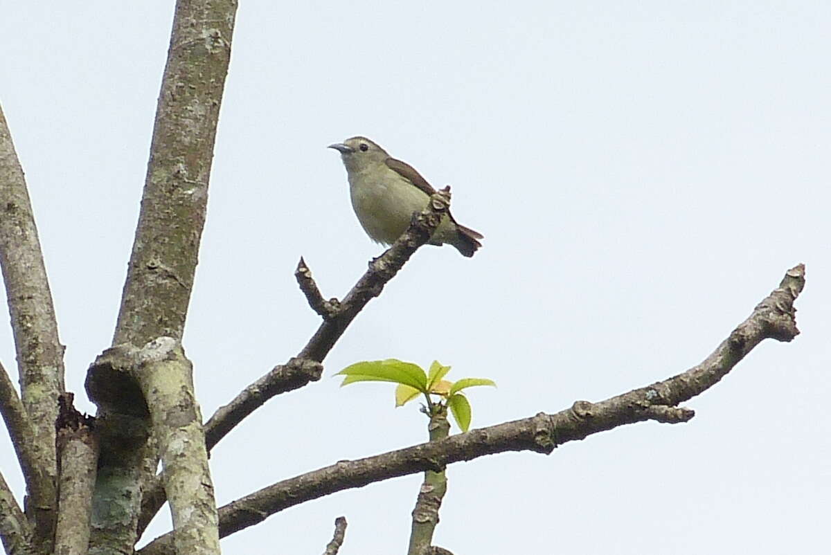 Image of Nilgiri Flowerpecker