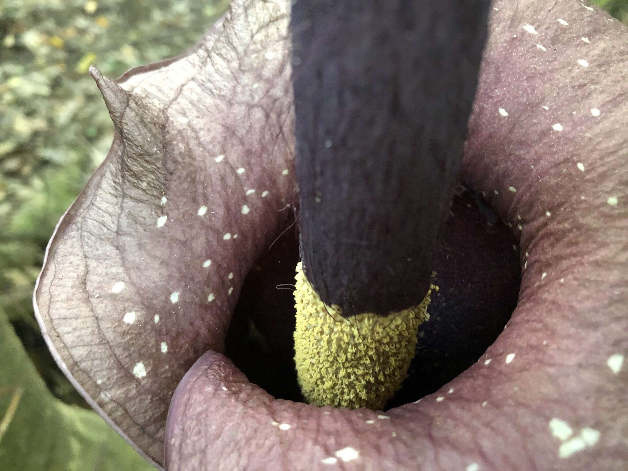 Amorphophallus hirtus N. E. Br. resmi