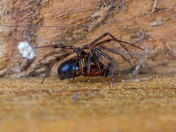 Image of Steatoda castanea (Clerck 1757)