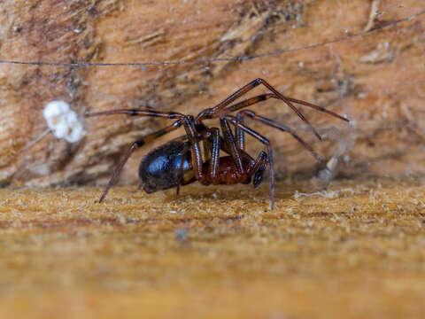 Image of Steatoda castanea (Clerck 1757)