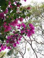 Plancia ëd Bougainvillea glabra Choisy