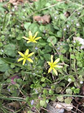 Image of field star-of-bethlehem