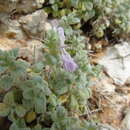 Image of Stachys ionica Halácsy