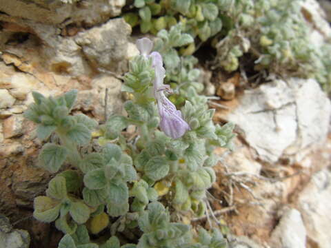 Слика од Stachys ionica Halácsy