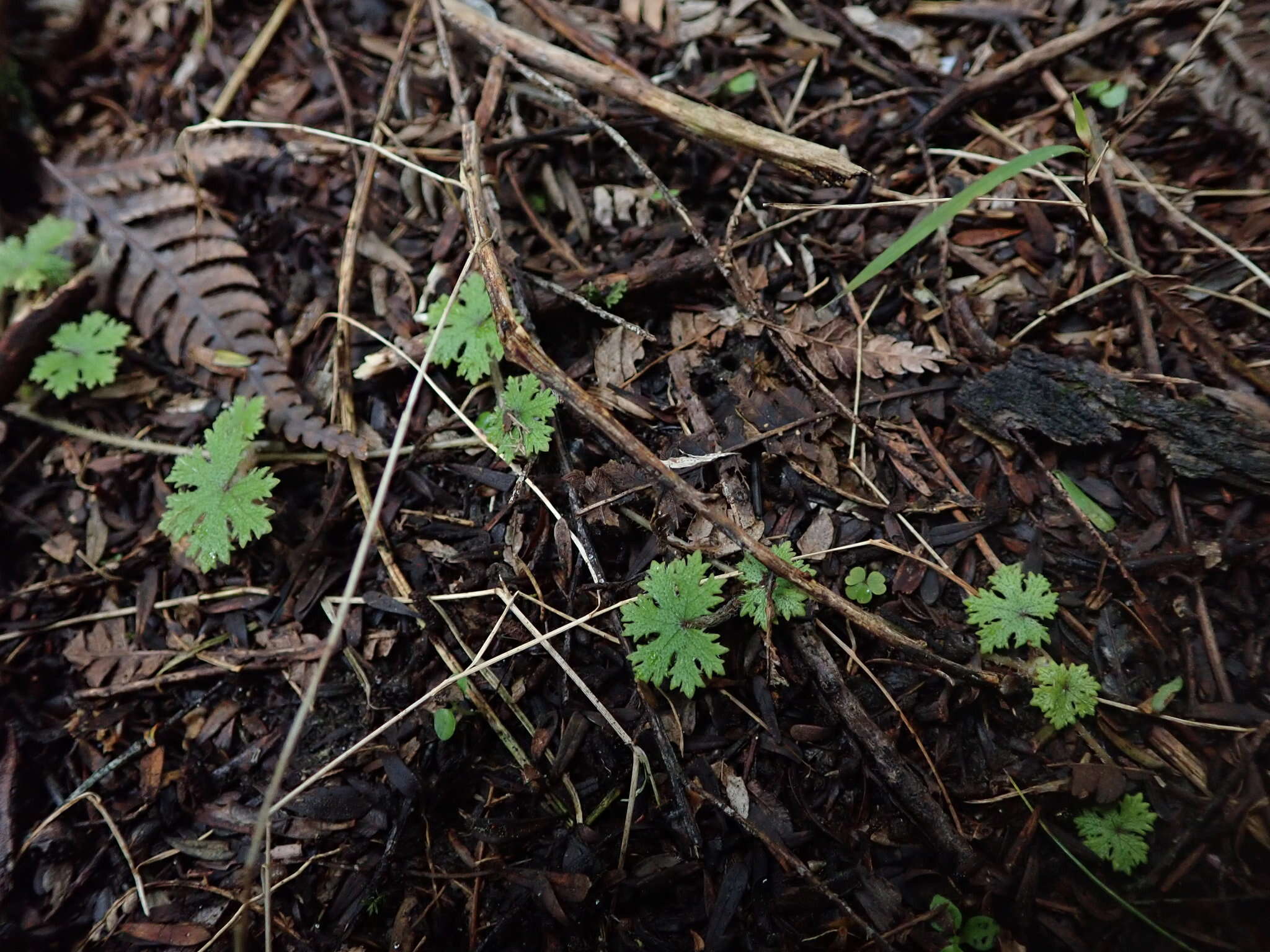 Image of Hydrocotyle dissecta Hook. fil.