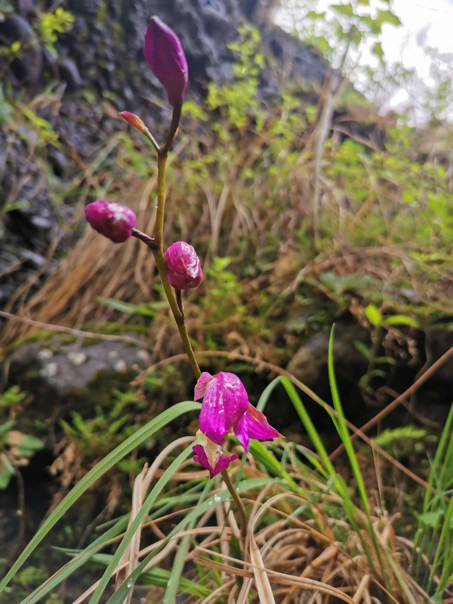 Plancia ëd Bletia macristhmochila Greenm.