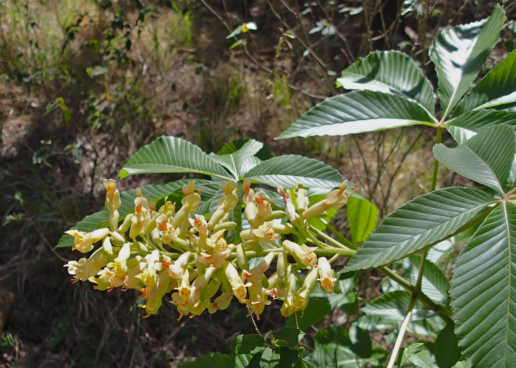 Imagem de Aesculus pavia var. flavescens (Sarg.) Correll